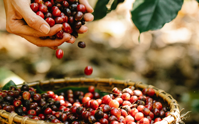 Задълбочен поглед към полу митата обработка на кафе: Пулпед натурална