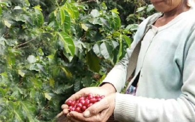 Meet the specialty coffee: China Luo Family from China