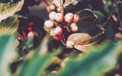 Пътят на specialty coffee: от фермата до вашия дом