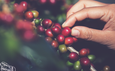 Как цените на кафето влияят на търсенето и предлагането?