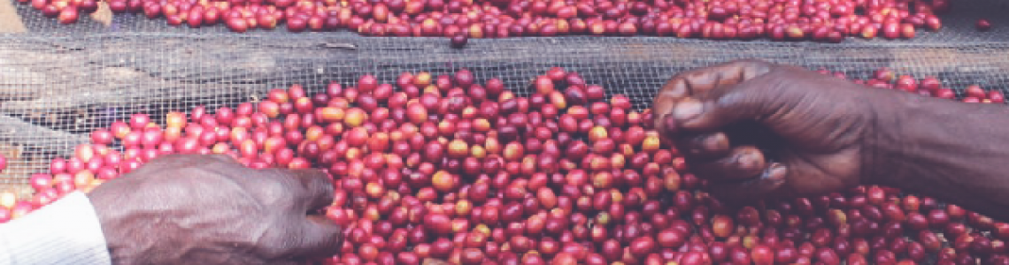 Запознайте се със специалното кафе:  Congo Red Bourbon от Конго