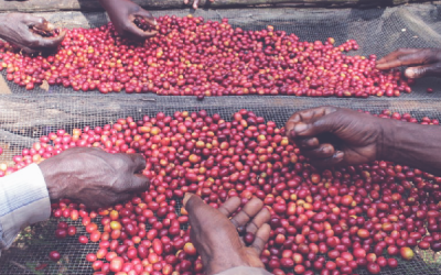 Meet the specialty coffee: Congo Red Bourbon from Congo