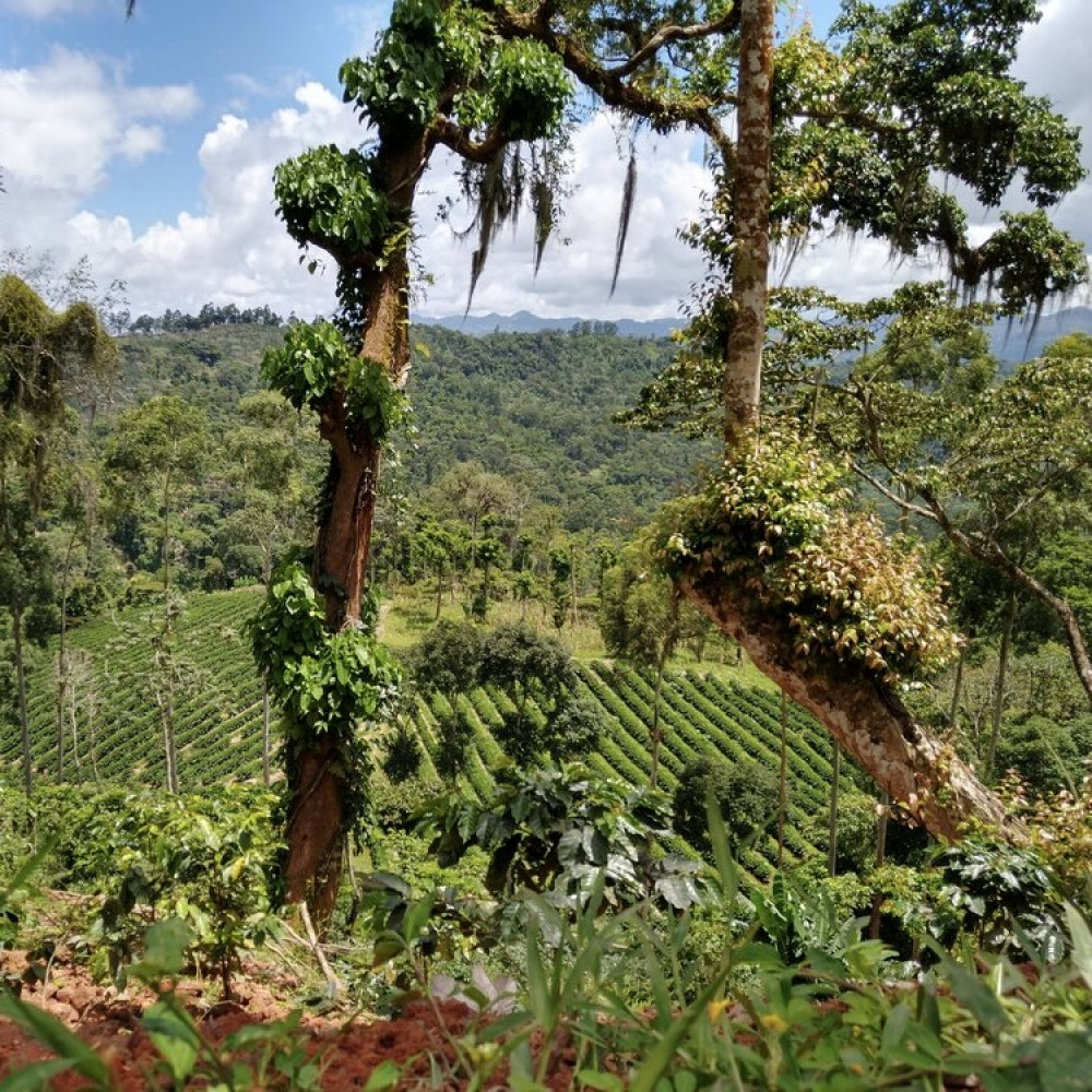 Specialty coffee Nicaragua Cup of Excellence Mierisch Farm от Martines Specialty Coffee